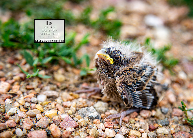 Baby bird looking grumpy